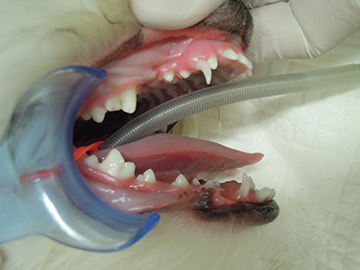 遺残乳歯の症例