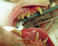 歯肉口内炎（猫）の症例