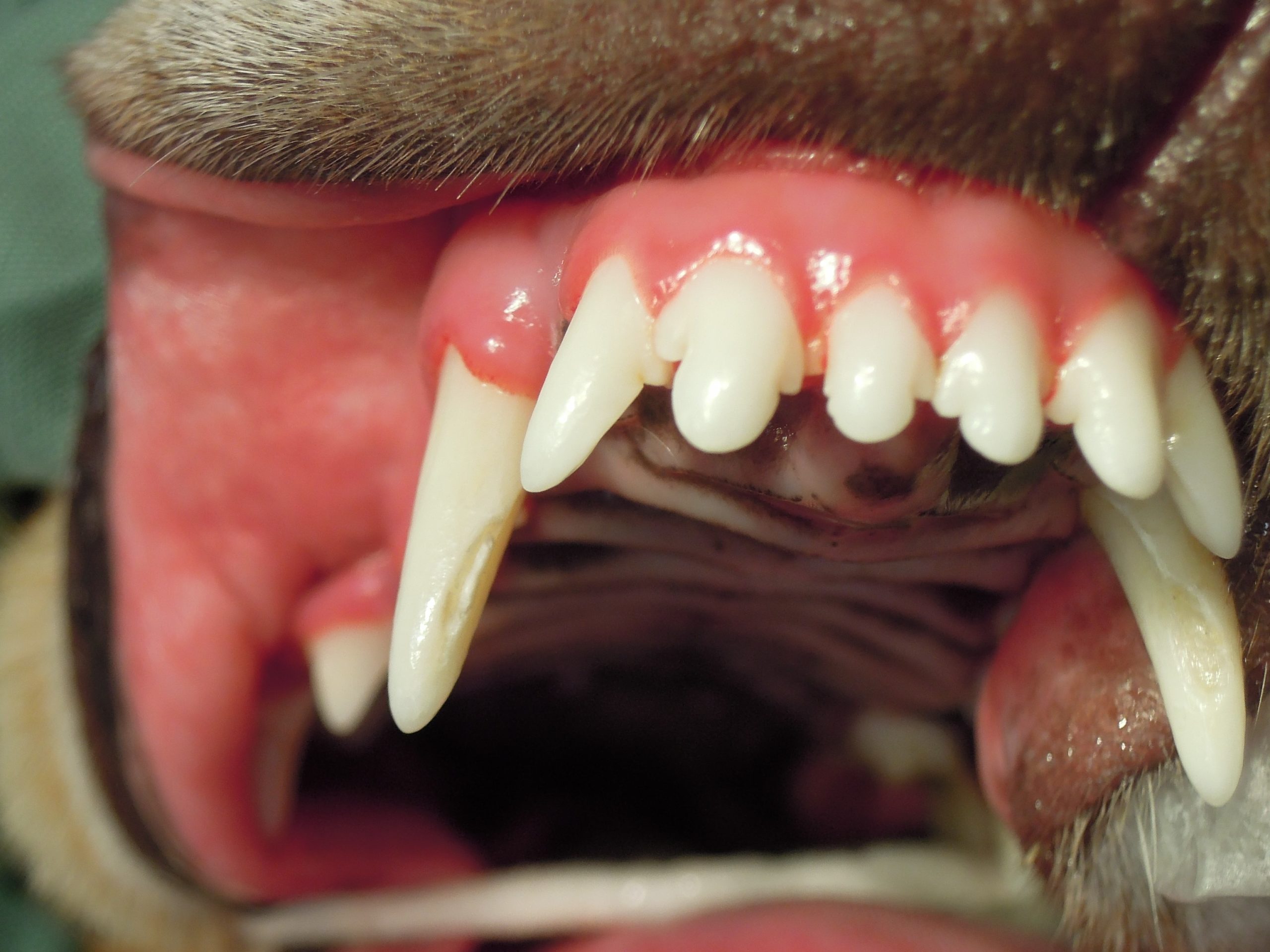 破折 歯が欠けた 上顎犬歯の保存修復 奈良県奈良市のてらい動物病院